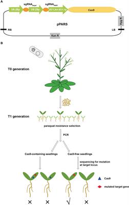A simple and efficient strategy to produce transgene-free gene edited plants in one generation using paraquat resistant 1 as a selection marker